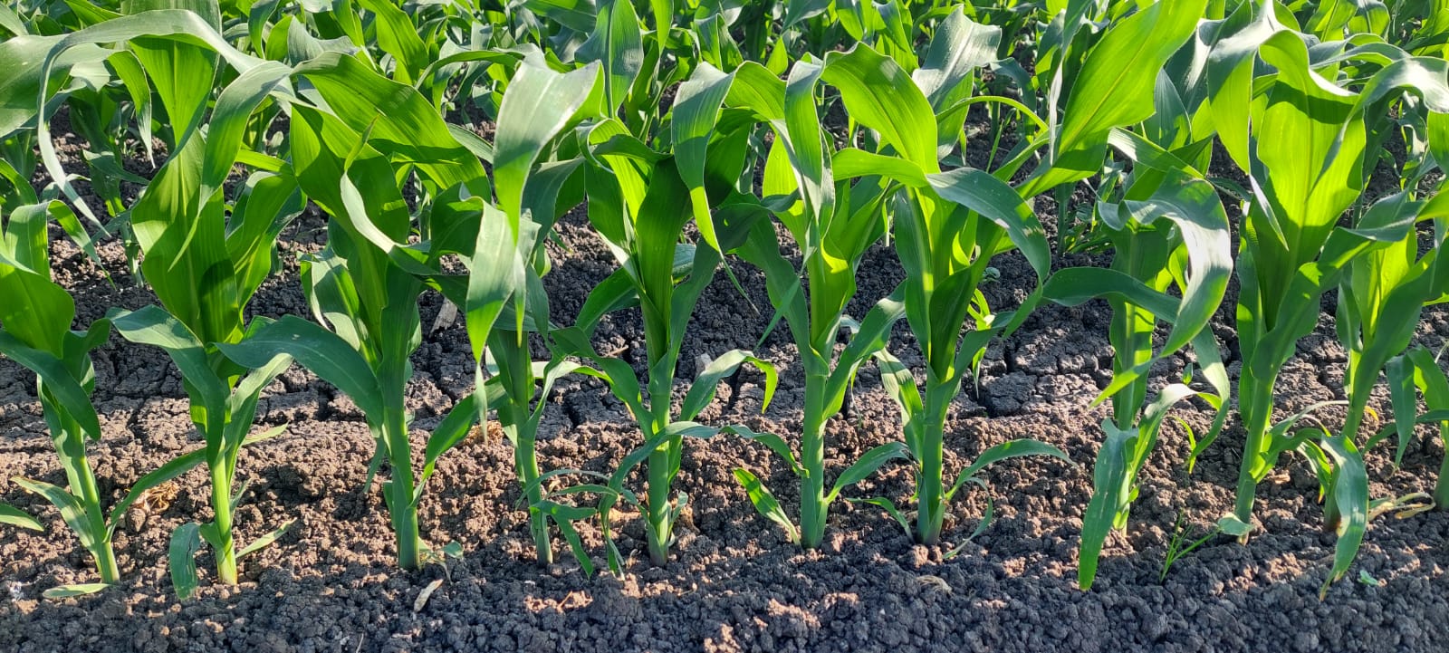 Emergencia uniforme de cultivo